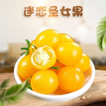 山东寿光迷恋圣女果 （鲜黄色）全年除了8-9月均有货 酸甜